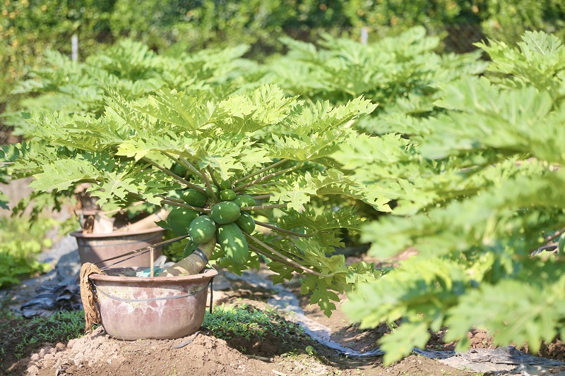 [Ảnh] Cận cảnh đu đủ bonsai chào đón Tết Nguyên đán 2022 - Ảnh 10