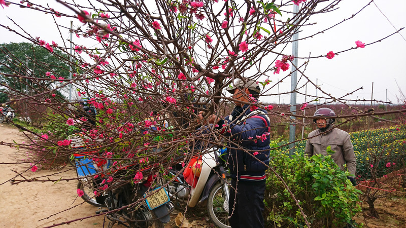 Nhà vườn Nhật Tân nhộn nhịp vào vụ Tết, giá đào ổn định - Ảnh 9