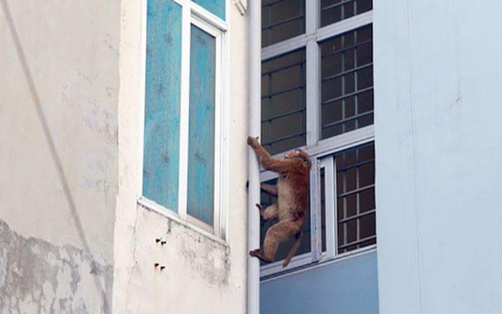 Hà Nội: Xuất hiện 2 con khỉ vào khu dân cư quấy phá - Ảnh 1