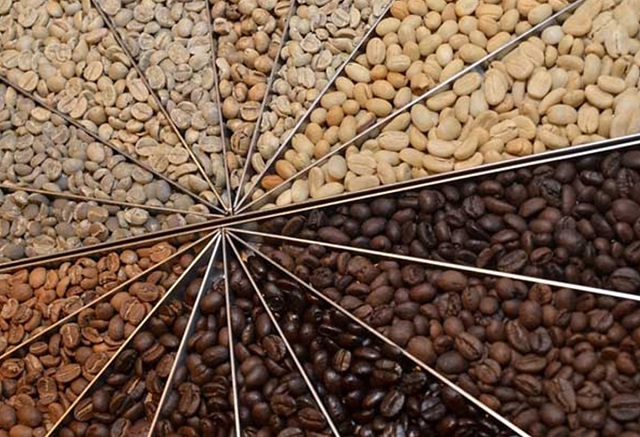 Giá cà phê hôm nay 13/12: Những yếu tố tác động tuần này và thói quen xấu thu hái cà phê nông dân nên bỏ - Ảnh 1