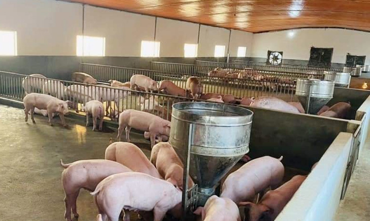 Giá lợn hơi ngày 16/12/2021: 3 miền đồng loạt đi ngang, cao nhất 51.000 đồng/kg - Ảnh 1