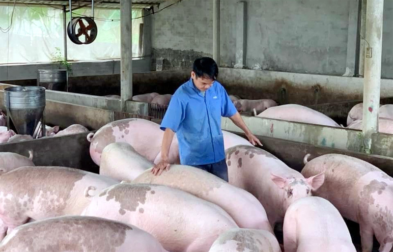 Giá lợn hơi ngày 18/12/2021: 2 miền Bắc - Trung tiếp tục giảm 2.000 - 3.000 đồng/kg - Ảnh 1