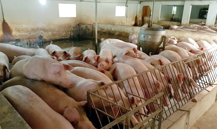 Giá lợn hơi ngày 21/12/2021: Cả 3 miền đồng loạt giảm từ 1.000 - 2.000 đồng/kg - Ảnh 1
