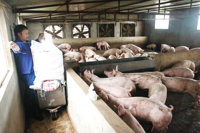 Giá lợn hơi ngày 26/12/2021: Dự báo giá lợn tiếp tục giảm trong quý 1/2022 - Ảnh 1
