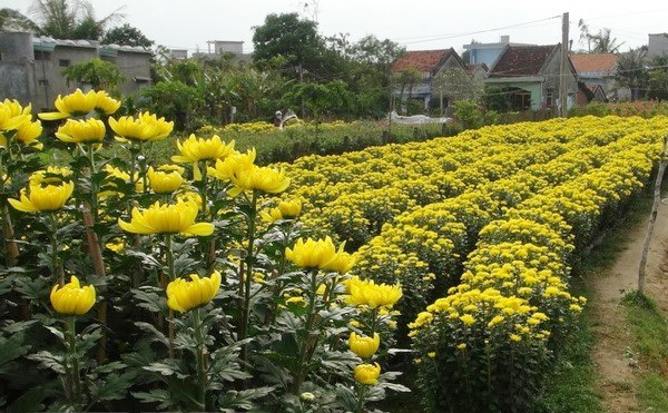 Những loài hoa đặc trưng cho Tết cổ truyền ở Việt Nam - Ảnh 3