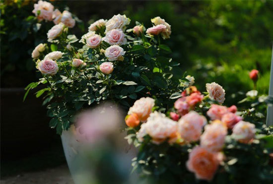 Lạc vào những vườn hồng đẹp nhất thế giới - Ảnh 4
