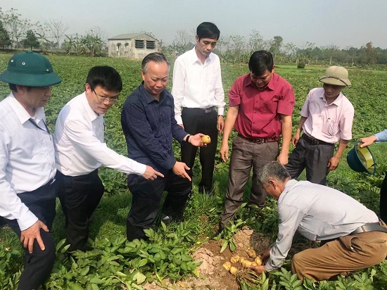 Phó Chủ tịch Thường trực Nguyễn Văn Sửu kiểm tra sản xuất vụ Xuân tại Thạch Thất - Ảnh 1