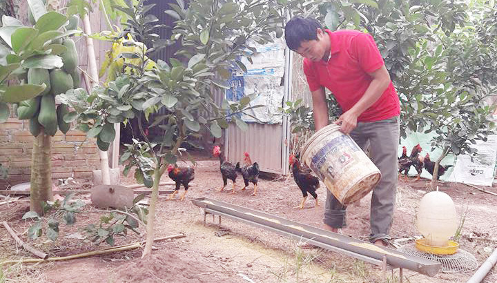 Làm giàu nhờ nuôi gà thả vườn an toàn sinh học - Ảnh 1