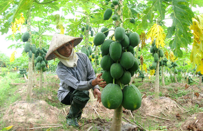 Xã Nam Sơn, Sóc Sơn: Làm giàu từ cây đu đủ - Ảnh 1