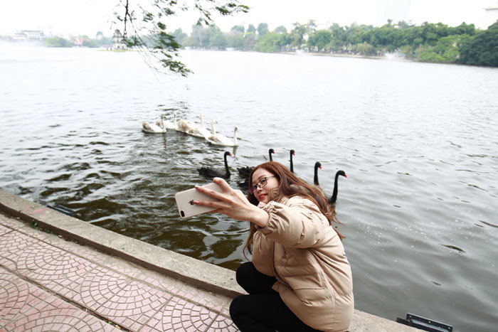 Hà Nội: Thả thử nghiệm 12 con thiên nga tại Hồ Gươm - Ảnh 3