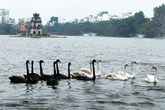 Hà Nội: Thả thử nghiệm 12 con thiên nga tại Hồ Gươm - Ảnh 4