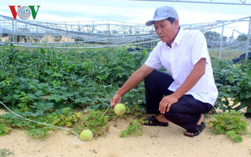 Nông dân trồng rau sạch ở Quảng Bình khốn đốn sau bão lũ - Ảnh 2