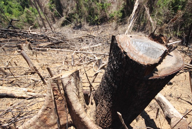 Thủ tướng yêu cầu xử lý nghiêm các vụ phá rừng tại Quảng Nam - Ảnh 1