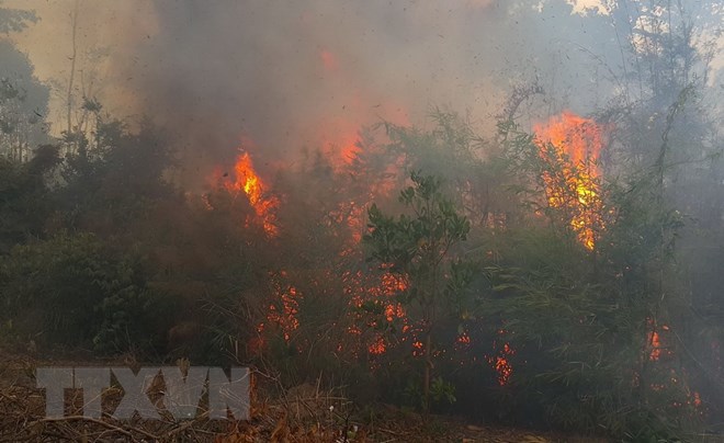 Trên 40ha rừng thông phòng hộ ở tỉnh Gia Lai bị cháy rụi - Ảnh 1