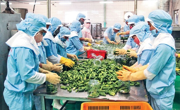 Nhiều mặt h&agrave;ng rau quả Việt Nam c&oacute; nhiều lợi thể xuất khẩu sang c&aacute;c nước đối t&aacute;c trong khối RCEP. Ảnh minh họa
