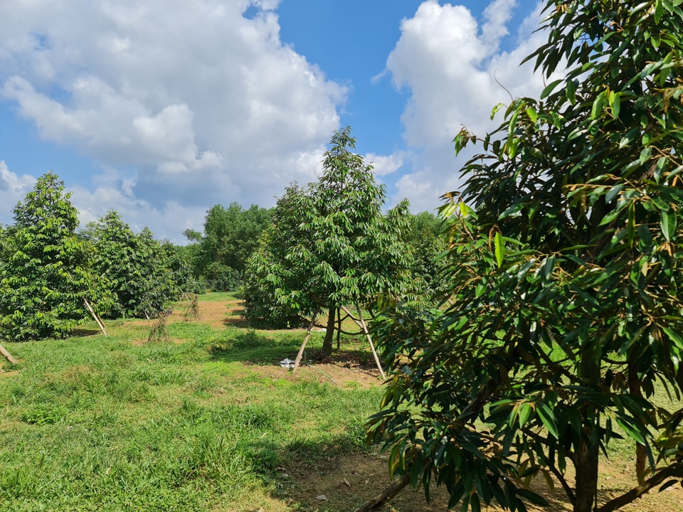 Một vườn c&acirc;y ăn quả ở huyện Nghĩa H&agrave;nh.