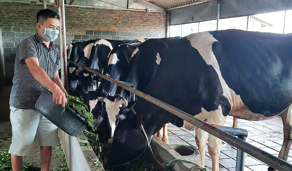 Chăn nuôi bò sữa tại xã Minh Châu (huyện Ba Vì). Ảnh: Văn Châu