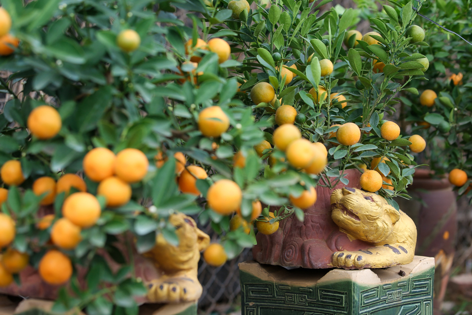 Ngo&agrave;i ra, những năm trở lại đ&acirc;y, xu hướng trồng quất bonsai trong b&igrave;nh tạc linh vật đại diện cho năm mới được nhiều người ưa chuộng. Tết Nguy&ecirc;n Đ&aacute;n 2022, c&aacute;c mẫu &ldquo;hổ v&agrave;ng &ocirc;m quất&rdquo; lần được ra mắt trước hơn một th&aacute;ng để phục vụ nhu cầu của người d&acirc;n.