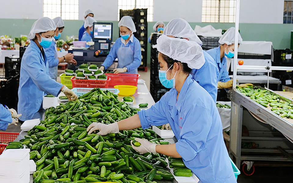 Sơ chế nông sản xuất khẩu tại tỉnh Lâm Đồng. Ảnh: Quang Hiếu
