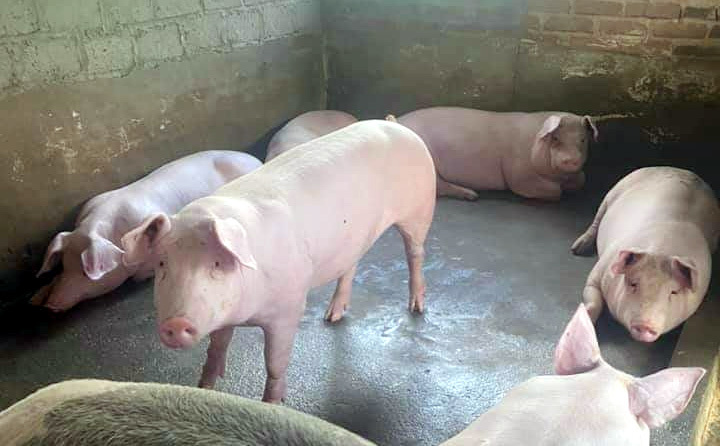 Gi&aacute; lợn hơi ng&agrave;y 15/1/2022: Tiếp tục tăng 1.000 - 3.000 đồng/kg. Ảnh: Nguyễn Thường