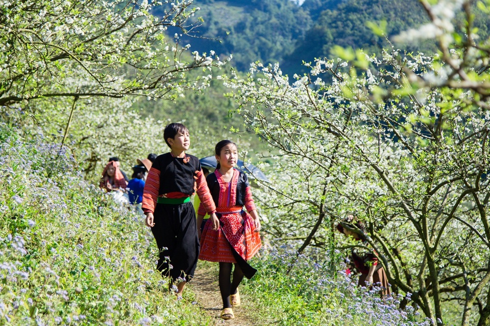 Hiện tại, nơi đ&acirc;y đang l&agrave; điểm thu h&uacute;t rất đ&ocirc;ng du kh&aacute;ch ở khắp nơi đến để ngắm nh&igrave;n vẻ đẹp của hoa mận trắng khoe sắc đầu xu&acirc;n.