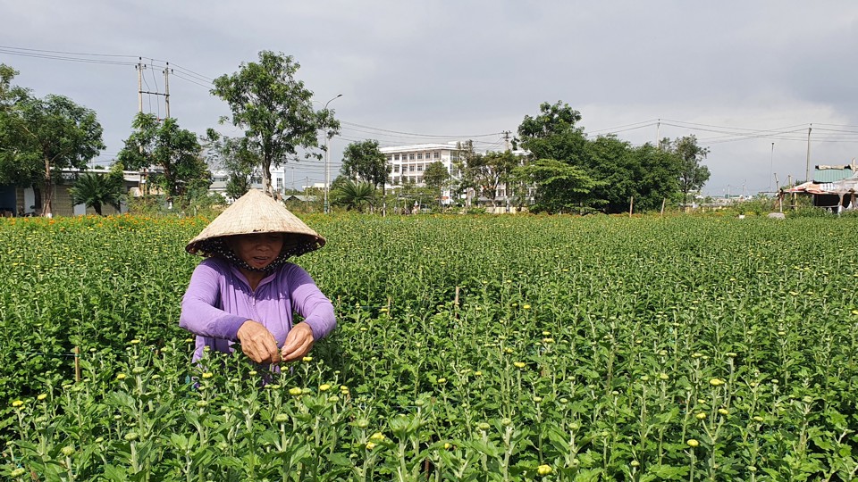 N&ocirc;ng d&acirc;n&nbsp; trồng hoa trong khu&ocirc;n vi&ecirc;n một dự &aacute;n.