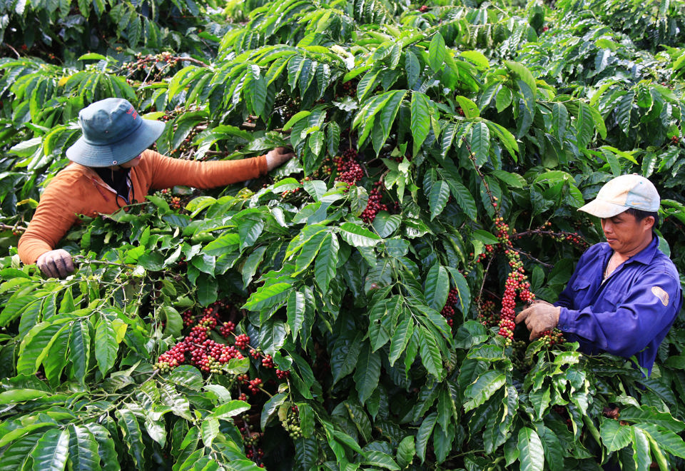 Gi&aacute; c&agrave; ph&ecirc; h&ocirc;m nay 22/1: Thị trường e d&egrave; trước động th&aacute;i của Fed v&agrave; Trung Quốc &nbsp;