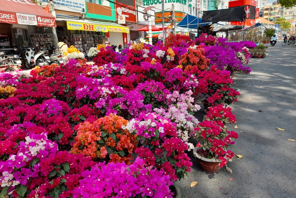 Khu vực chợ hoa Xu&acirc;n tại Bến Ninh Kiều b&agrave;y b&aacute;n nhiều c&acirc;y cảnh, hoa rực rỡ sắc m&agrave;u. Ảnh: Giang Lam