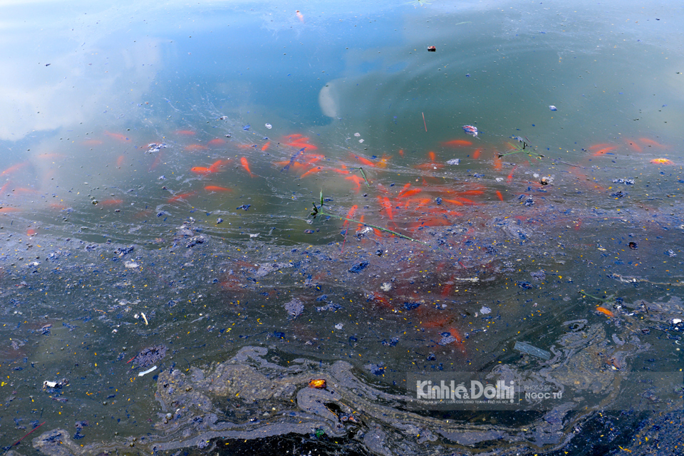 Người dân Thủ đô có thói quen thả cá chép kèm theo tro hương nên đã khiến một góc hồ Hoàng Cầu bị ô nhiễm nghiêm trọng.