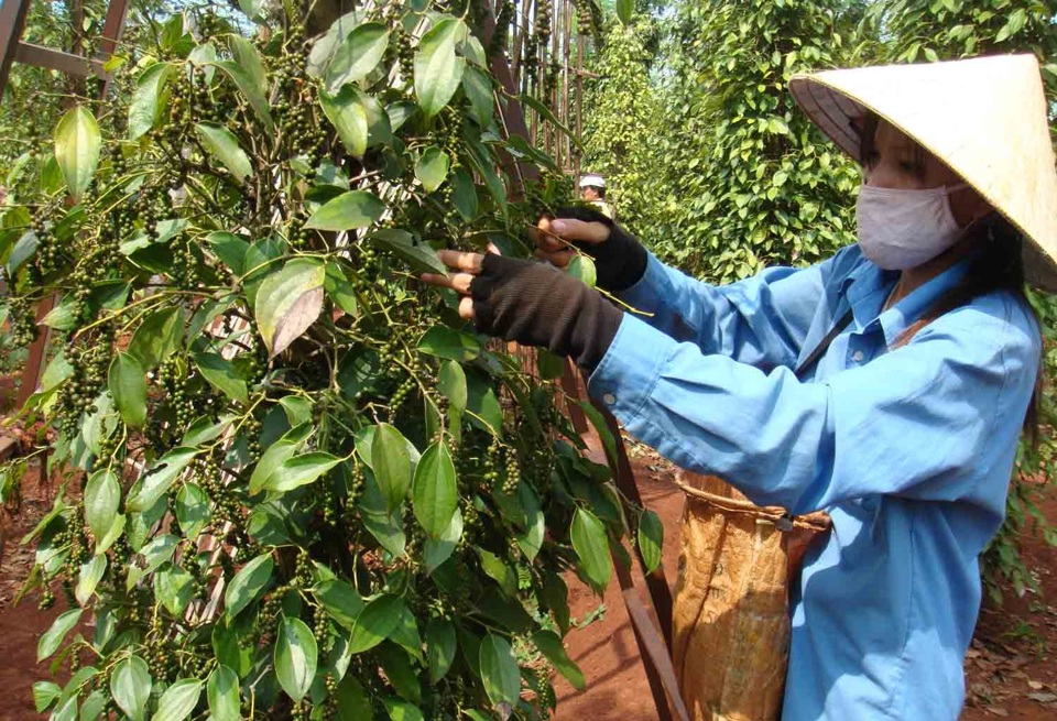 Gi&aacute; ti&ecirc;u h&ocirc;m nay 29/1: Hơn 80.000 đồng/kg nhưng n&ocirc;ng d&acirc;n vẫn nhiều kh&oacute; khăn &nbsp;