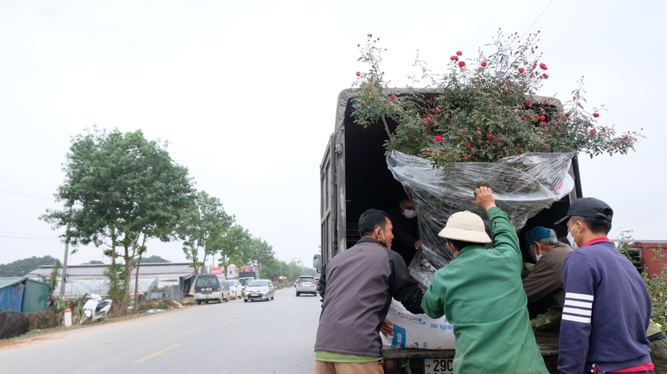 Thủ phủ hoa lớn nhất Hà Nội tất bật những ngày cận Tết - Ảnh 3