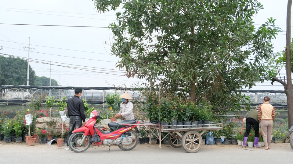 Thủ phủ hoa lớn nhất Hà Nội tất bật những ngày cận Tết - Ảnh 4