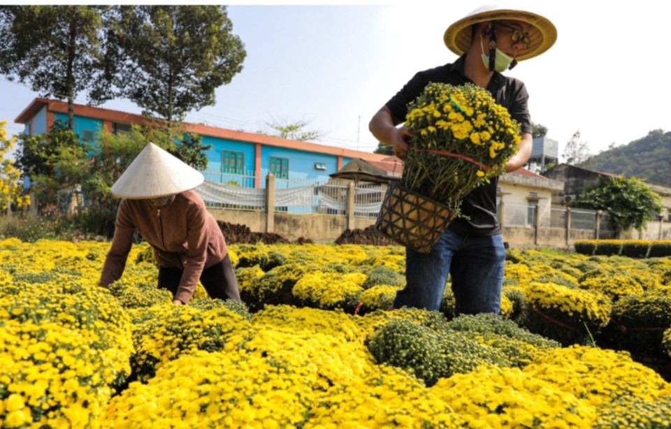 N&ocirc;ng d&acirc;n l&agrave;ng hoa Bốt Đỏ tại x&atilde; Quang Trung, huyện Thống Nhất, tỉnh Đồng Nai thu hoạch hoa để cung ứng ra thị trường.