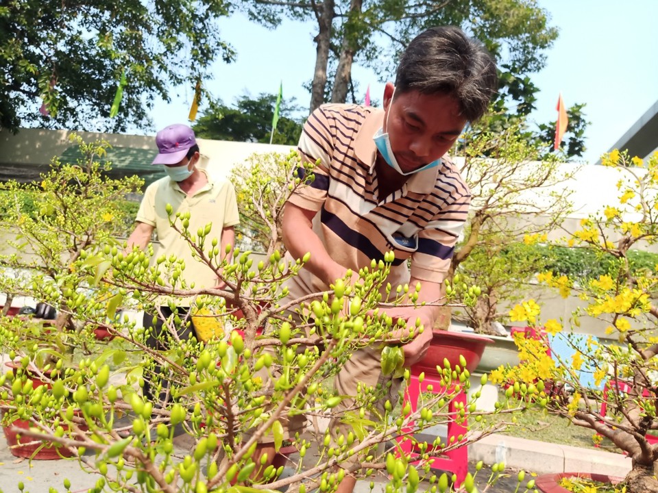 Mỗi chậu mai gh&eacute;p của Đức được anh Tuấn b&aacute;n với gi&aacute; b&aacute;n từ 3 triệu đồng trở l&ecirc;n, tăng nhẹ so với mọi năm.