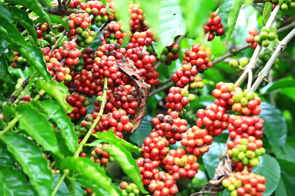 Gi&aacute; c&agrave; ph&ecirc; h&ocirc;m nay 31/1: Arabica tăng 4,31%, Robusta giảm 11,7% trong th&aacute;ng 1/2022