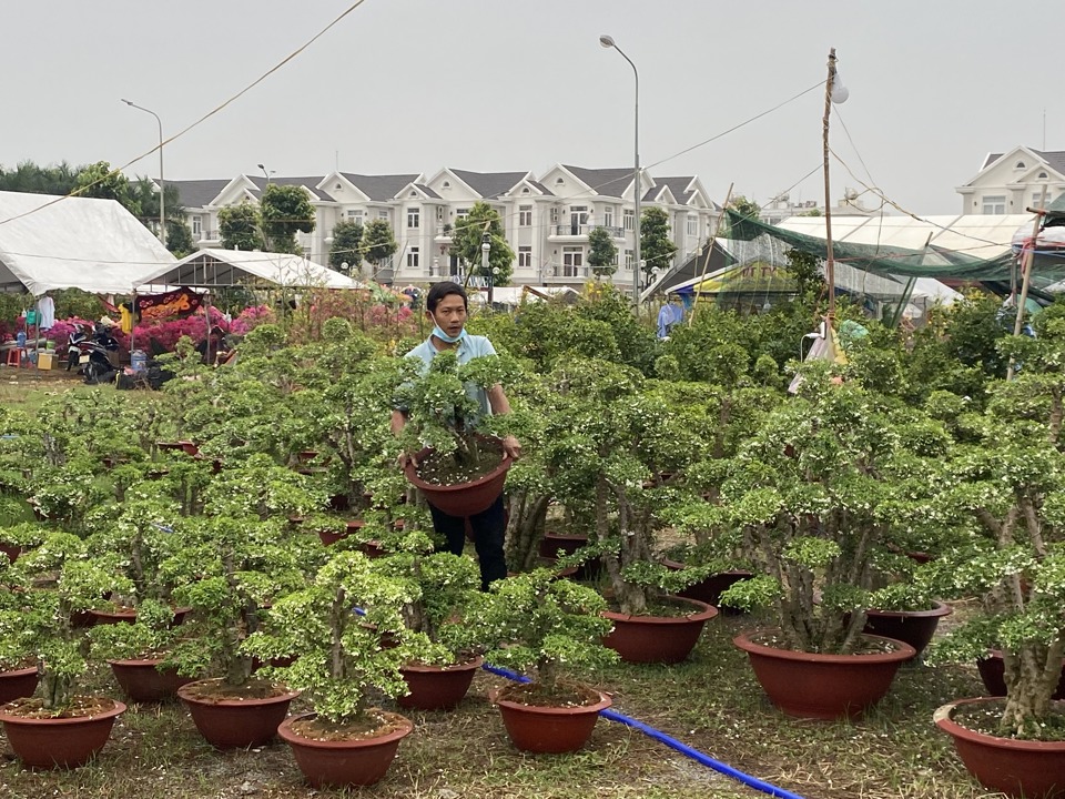 C&acirc;y cảnh được chăm s&oacute;c c&ocirc;ng phu nhiều kiểu d&aacute;ng đẹp lạ nhưng vẫn kh&ocirc;ng thu h&uacute;t sự lựa chọn của kh&aacute;ch h&agrave;ng.