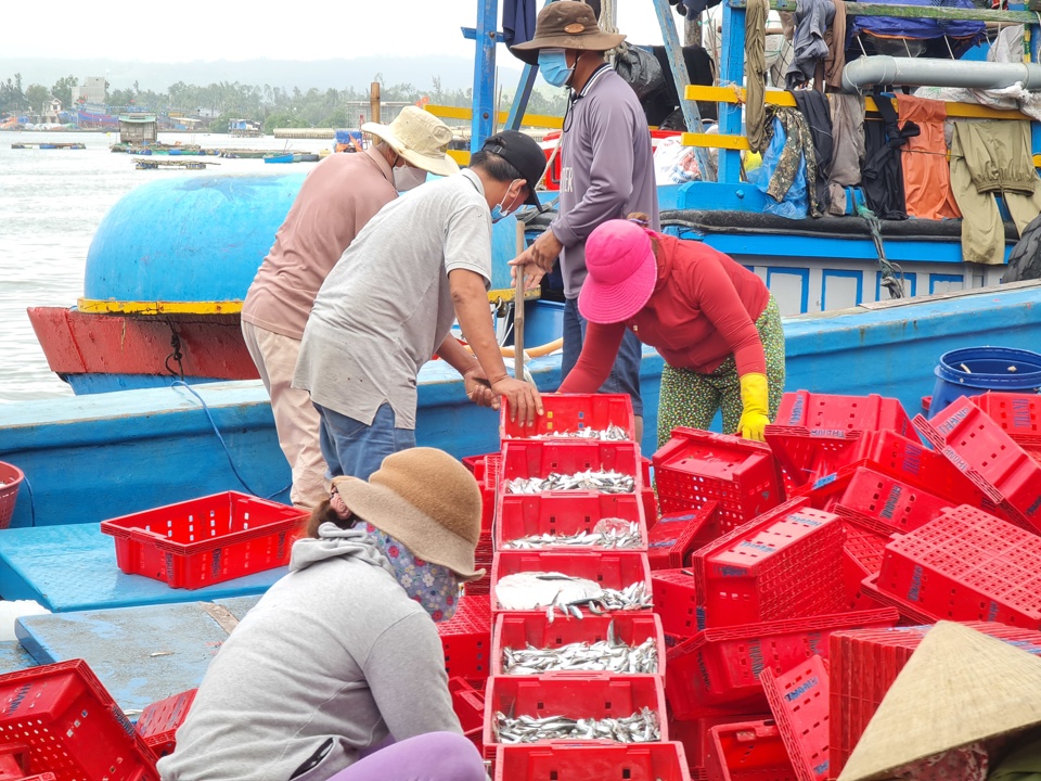 S&aacute;ng ng&agrave;y 10/2 (tức m&ugrave;ng 10 Tết), tại khu vực cảng Sa Kỳ (x&atilde; B&igrave;nh Ch&acirc;u, huyện B&igrave;nh Sơn), nhiều t&agrave;u rộn r&atilde; chuyển c&aacute; tươi l&ecirc;n bờ để kịp phi&ecirc;n chợ.