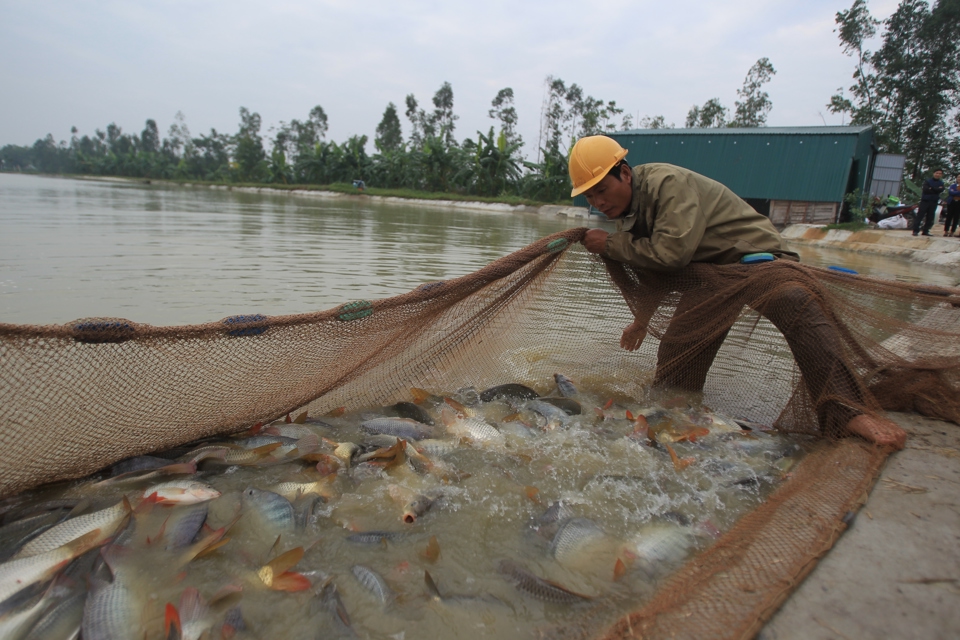 Mô hình nuôi trồng thủy sản  xã Phương Tú, huyện Ứng Hòa. Ảnh Phạm Hùng (3)