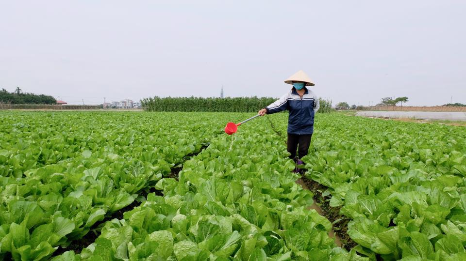 Chăm sóc rau cải trên cánh đồng thôn Sơn Du (xã Nguyên Khê, huyện Đông Anh). Ảnh Lâm Nguyễn