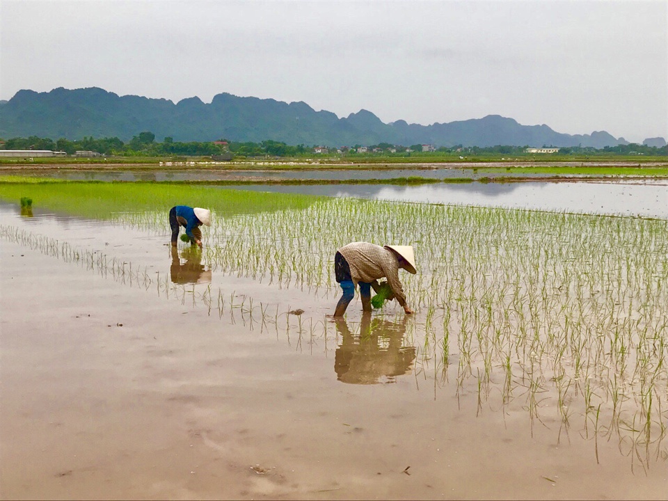 N&ocirc;ng d&acirc;n gieo cấy l&uacute;a Xu&acirc;n tại huyện Mỹ Đức. Ảnh: Ngọc &Aacute;nh&nbsp;