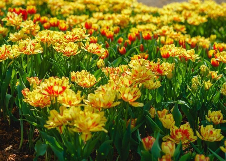 Đ&acirc;y l&agrave; lần đầu ti&ecirc;n hoa tulip xuất hiện tr&ecirc;n đỉnh n&uacute;i B&agrave; Đen - điểm đến nổi tiếng tại T&acirc;y Ninh mỗi dịp năm mới. Khu du lịch Sun World BaDen Mountain cho biết đ&atilde; trồng 15.000 b&ocirc;ng tulip v&agrave; li&ecirc;n tục chăm s&oacute;c, thay mới với mong muốn mang đến một trải nghiệm mới lạ v&agrave; niềm vui cho du kh&aacute;ch trong chuyến du xu&acirc;n đầu năm nay.