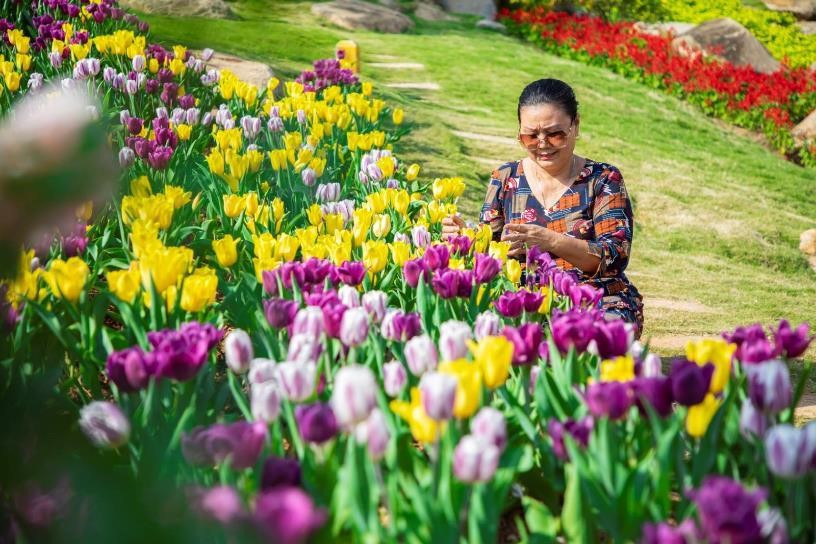 Hoa tulip tr&ecirc;n đỉnh n&uacute;i B&agrave; Đen gồm 8 m&agrave;u sắc kh&aacute;c nhau như v&agrave;ng tia đỏ k&eacute;p, đỏ nhung, trắng t&iacute;m, đỏ v&agrave;ng, t&iacute;m, trắng,&hellip; L&agrave; loại hoa đặc trưng của xứ lạnh, tulip do Sun World BaDen Mountain trồng đ&atilde; được c&aacute;c chuy&ecirc;n gia cảnh quan v&agrave; c&acirc;y xanh của khu du lịch lựa chọn chủng loại kỹ lưỡng v&agrave; chăm s&oacute;c tỉ mỉ để c&oacute; thể tươi tốt bừng nở sắc xu&acirc;n tại xứ n&oacute;ng như T&acirc;y Ninh.