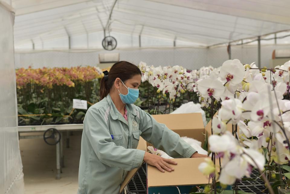 Sản xuất hoa lan ứng dụng công nghệ cao tại huyện Đan Phượng. Ảnh Phạm Hùng (2)