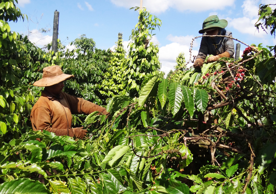 Gi&aacute; c&agrave; ph&ecirc; h&ocirc;m nay 26/2: Quay đầu tăng nhẹ, Robusta gần mốc 2.300 USD/tấn