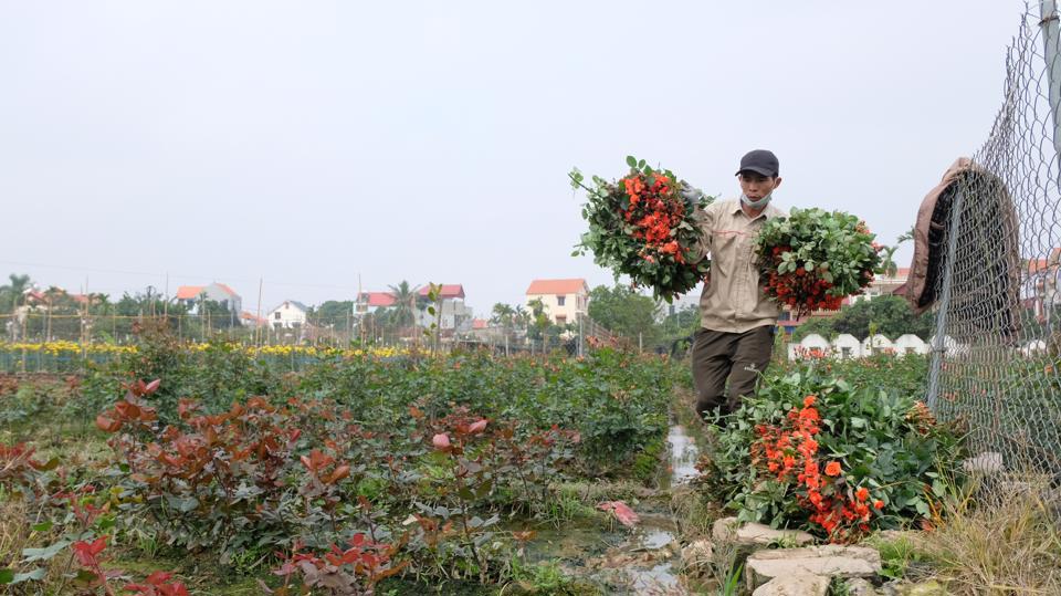 Nông dân huyện Mê Linh thu hoạch hoa hồng. Ảnh Tùng Nguyễn.