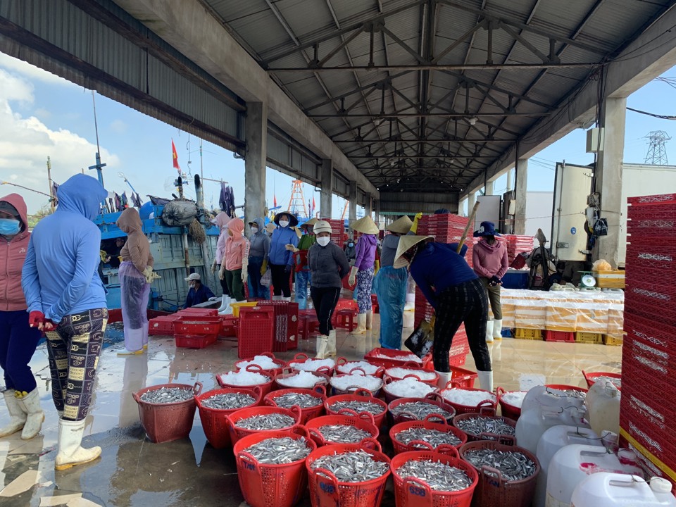 Thu mua hải sản tại cảng c&aacute; Tịnh Kỳ.