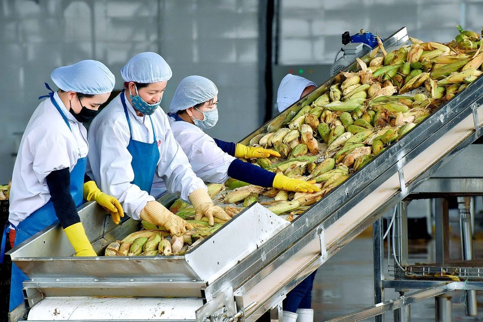 Sơ chế nông sản tại Công ty TNHH một thành viên Xuất nhập khẩu rau quả DOVECO Gia Lai Ảnh Đức Thụy