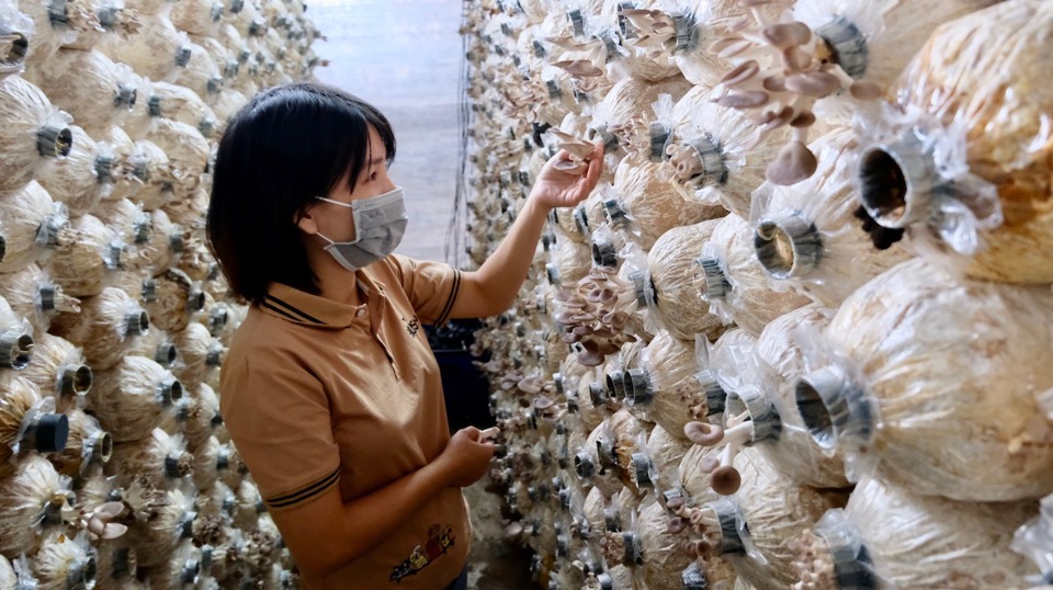 Mô hình trồng nấm hữu cơ mang lại giá trị kinh tế cao tại xã Minh Trí (huyện Sóc Sơn).