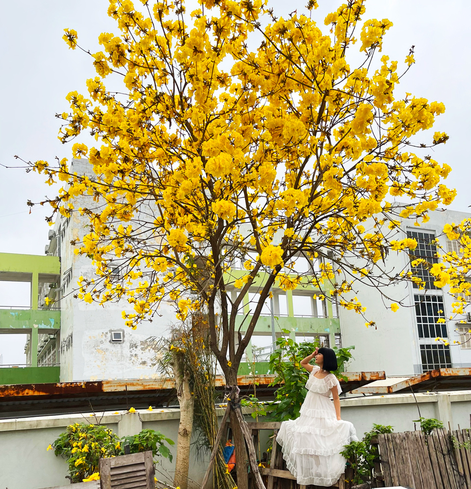 Những c&acirc;y phong linh v&agrave;o m&ugrave;a hoa kh&ocirc;ng c&oacute; l&aacute;, cả c&acirc;y một m&agrave;u v&agrave;ng khoe sắc.