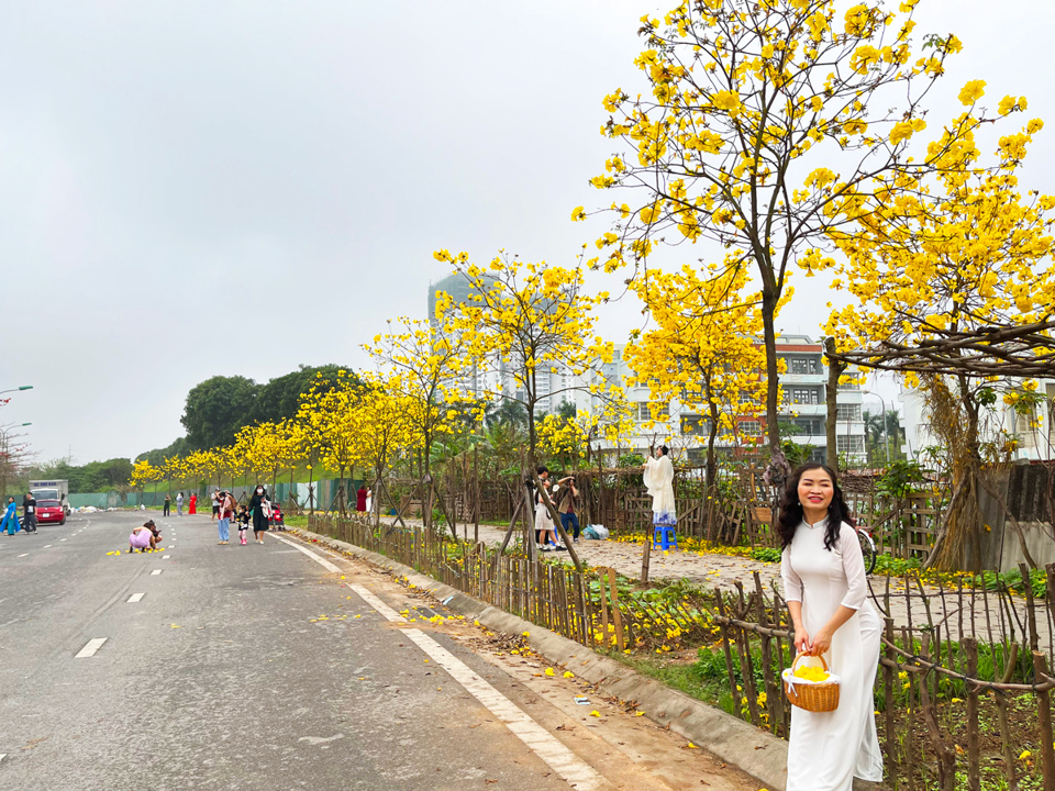 &nbsp;Những c&aacute;nh hoa phong linh mềm mại, nhiều người c&ograve;n kết th&agrave;nh giỏ hoa rất đẹp.